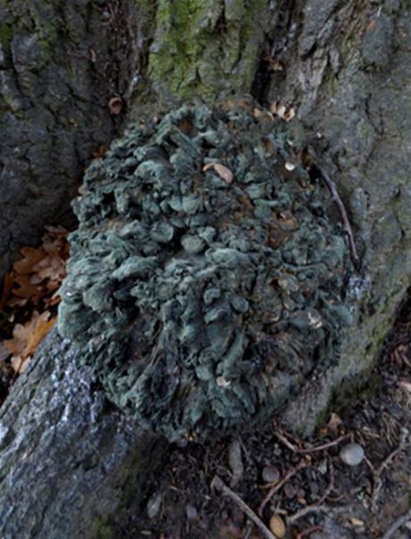 Senescent fruiting body on a buttress root of English oak in Billericay, Essex 